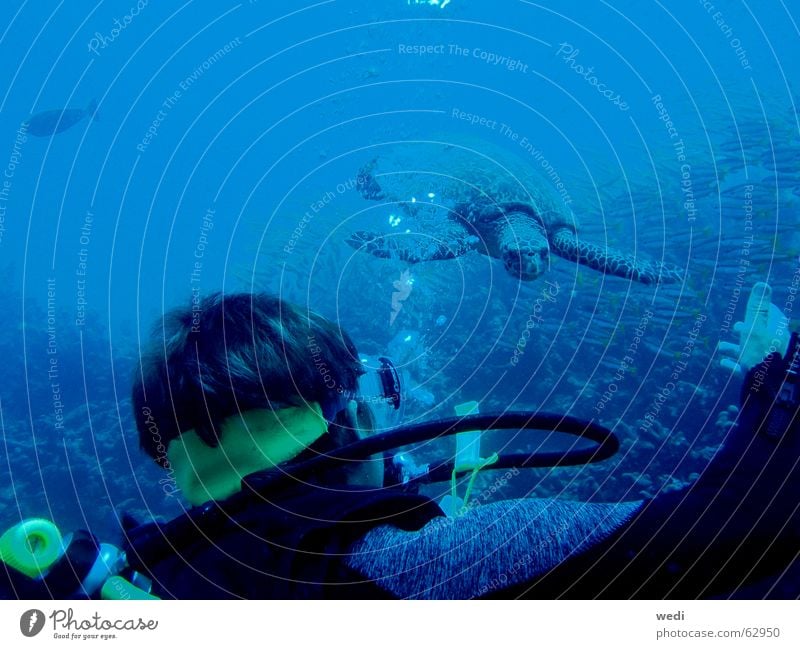 .underwater-meeting. Dive Turtle Reef Water Maldives Sports Underwater photo