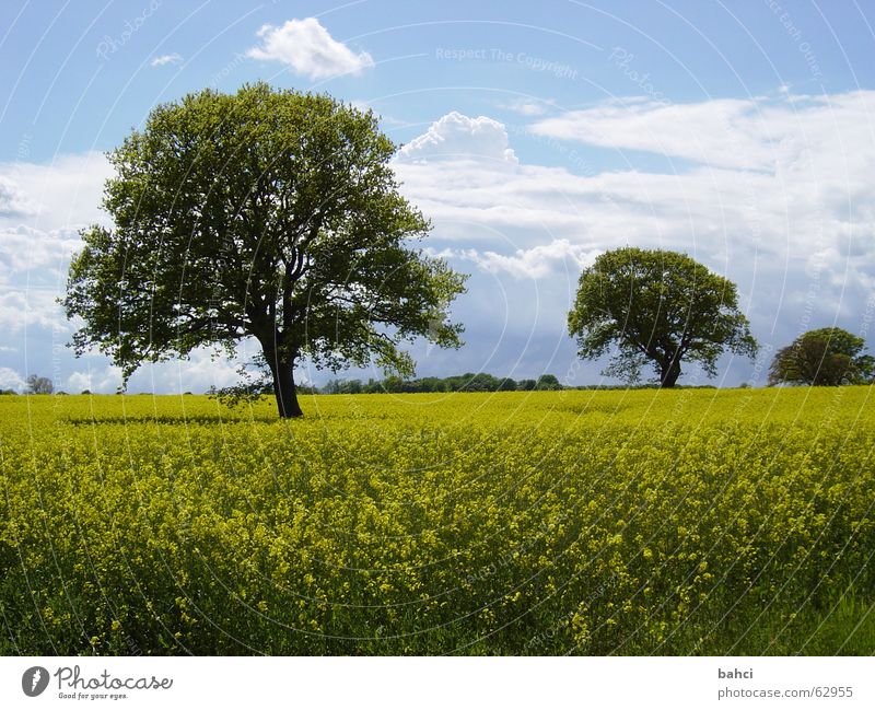 The north is beautiful ... Summer Nature Landscape Sky Clouds Autumn Tree Blue Yellow Green Canola field Colour photo Exterior shot Day Sunlight Deserted