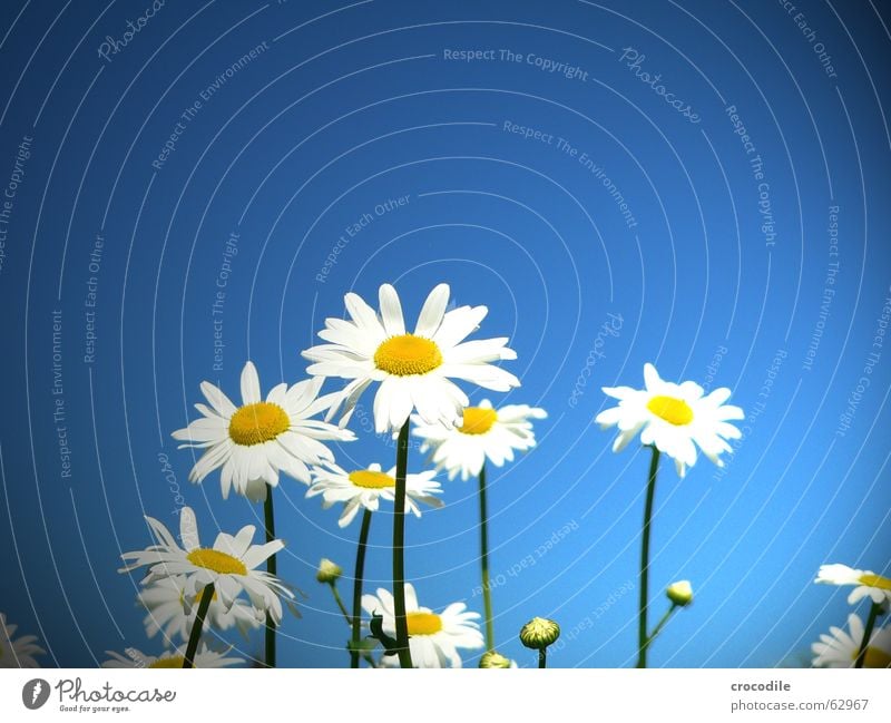 daisy in blue Daisy Flower Stalk Blossom Summer Spring Joy Sky Blue Beautiful weather
