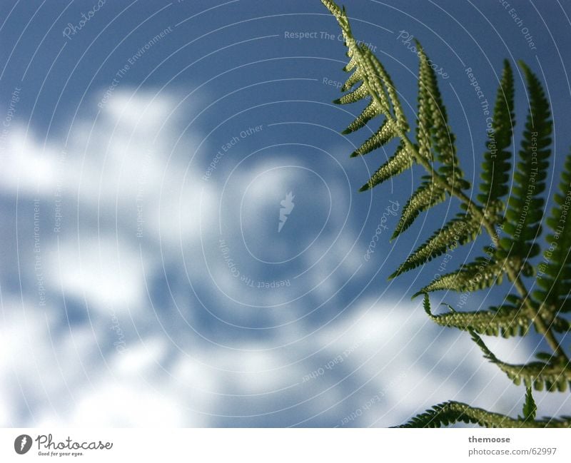 aspidium filix-mas Plant Under Growth Beautiful Pteridopsida Sky Above Nature Peaceful