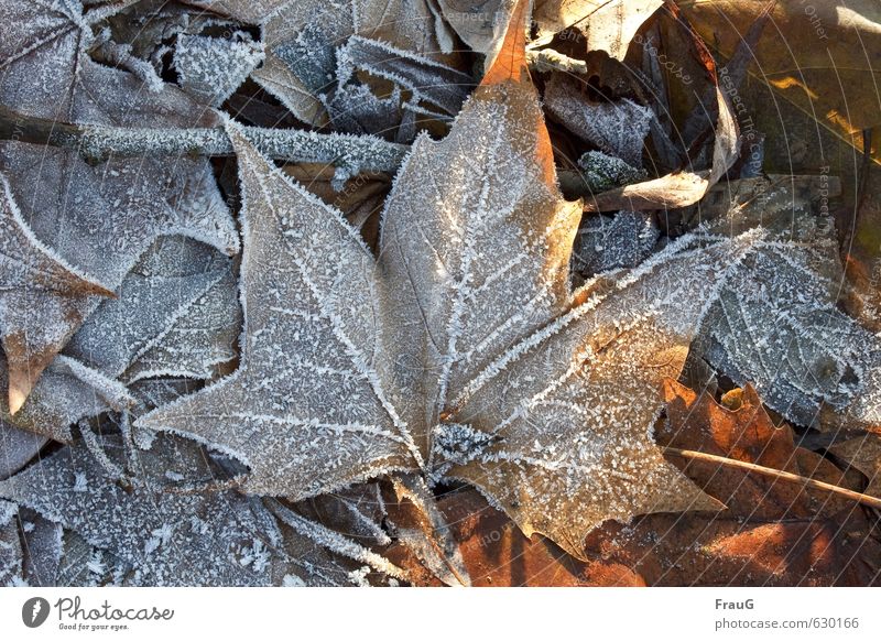 thaw Nature Plant Sun Sunlight Winter Ice Frost Leaf Maple tree Natural Dry Brown White Cold Thaw Frozen Maple leaf Ice crystal Colour photo Exterior shot