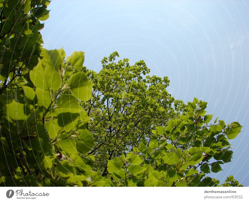Tree with leaves Plant Cyan Light blue Sky blue Heavenly Leaf Green Juicy Fresh Thin Flexible Delicate Summer Cooling Growth Relaxation Treetop Leaf canopy Lean