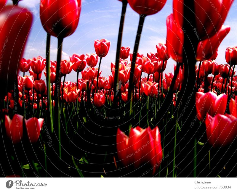 Tulip field 2 Light Against Red Pink Illuminate Flower Sky blue Field Blade of grass Life Agra Agriculture Versatile Painting and drawing (object) Sharp Clouds