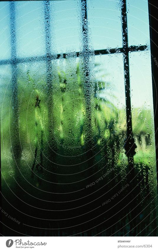 bleak prospects Palm tree Condensation Bathroom Day barred windows