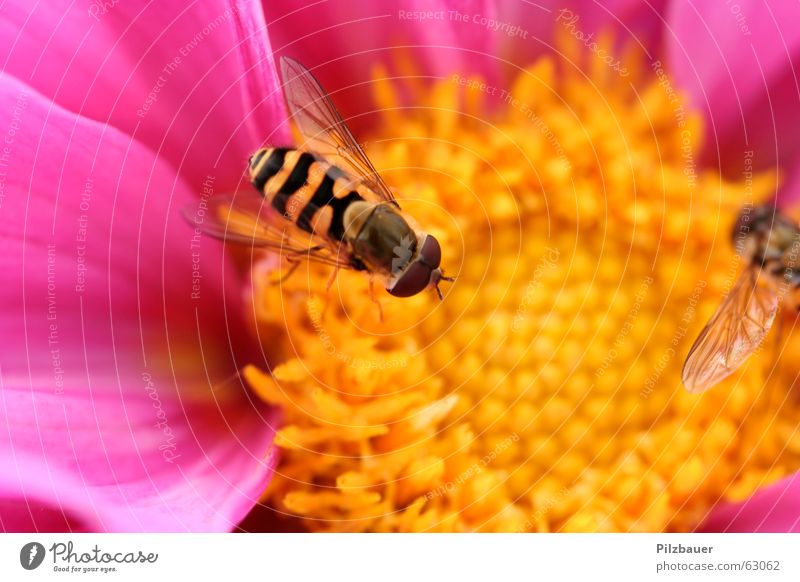 Sum Sum Sum Flower Bee Pink Violet Macro (Extreme close-up) Life Joy