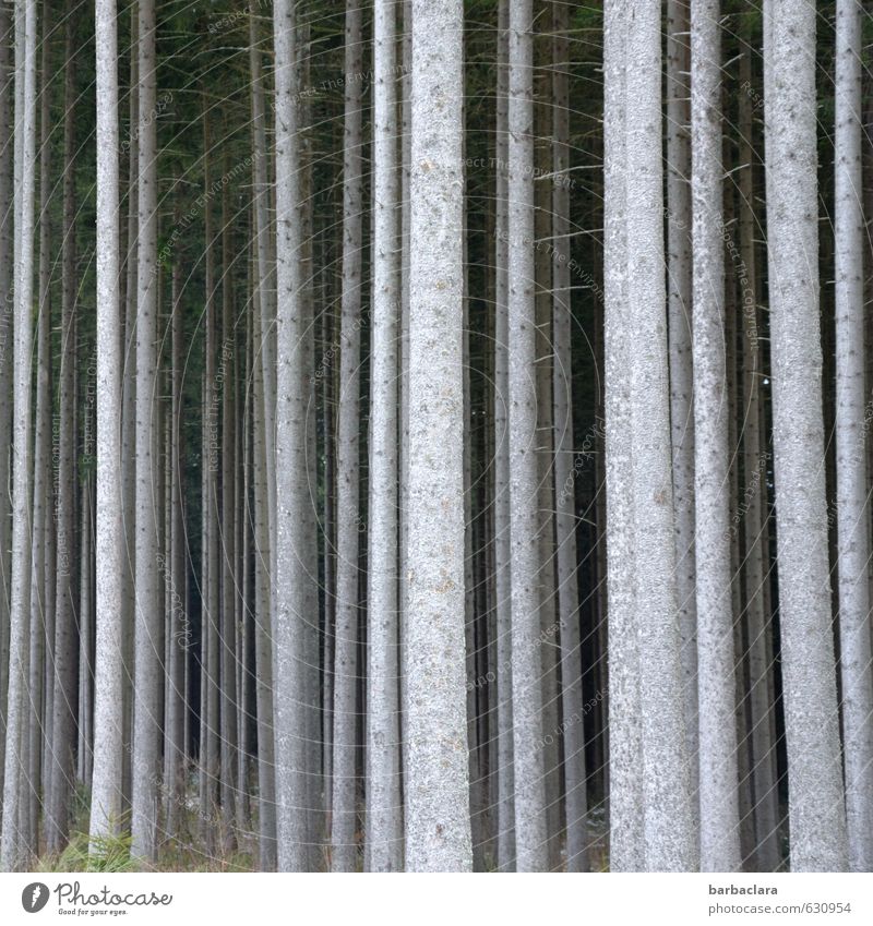 Group feeling. We're forest. Environment Nature Landscape Tree Tree trunk Forest Wood Line Row Stand Fat Thin Bright Tall Many Gray Multiple Subdued colour