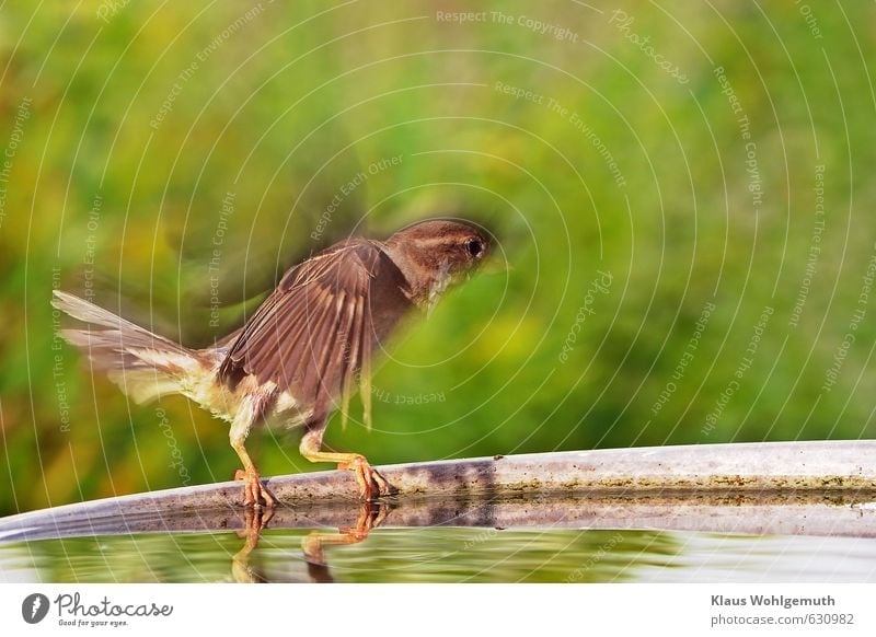 Female house sparrow flies away from bird bath. Blur of movement. Water Animal Wild animal Bird Claw Sparrow 1 Swimming & Bathing Flying Drinking Brown Yellow