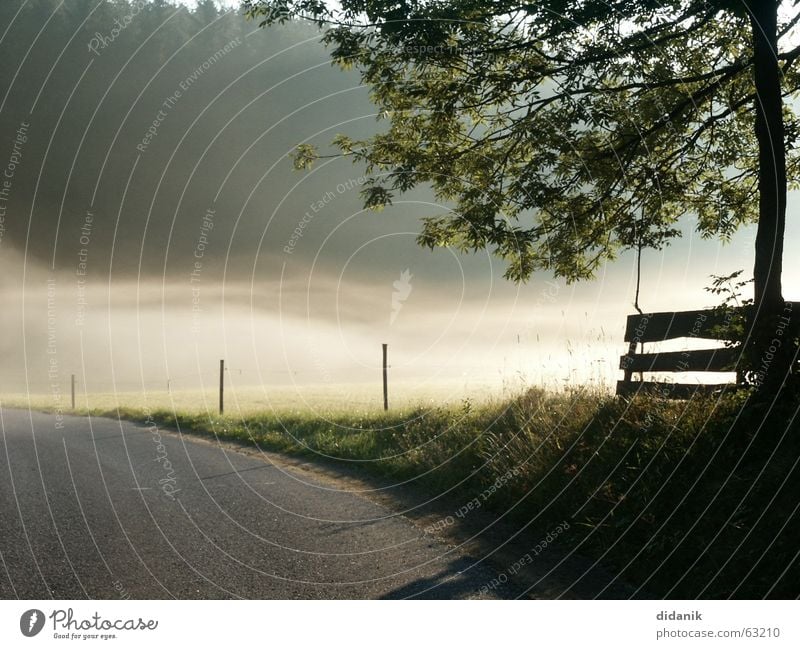 Summer morning Tree Forest Spruce Fog Ground fog Moody Dew Meadow with fence mill district Pasture Lanes & trails