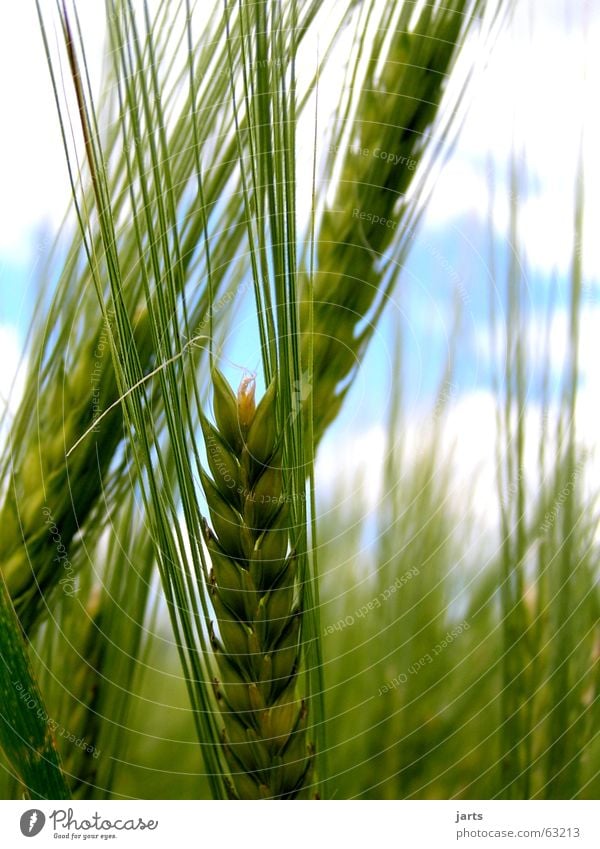 In ears Summer Agriculture Field Barley Ear of corn Coarse hair Grain Nature Sky jarts Organic produce