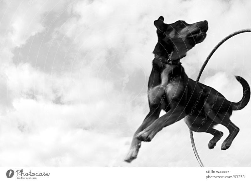 FLYING FOX Clouds Jump Swing Tails Dog Circle Aviation Black & white photo