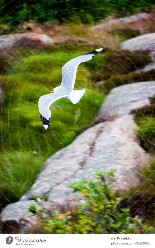 seagull approaching Environment Nature Landscape Plant Animal Rock Coast Fjord Baltic Sea Bird Wing Seagull 1 Athletic Cliche Emotions Moody Happy Freedom Fly