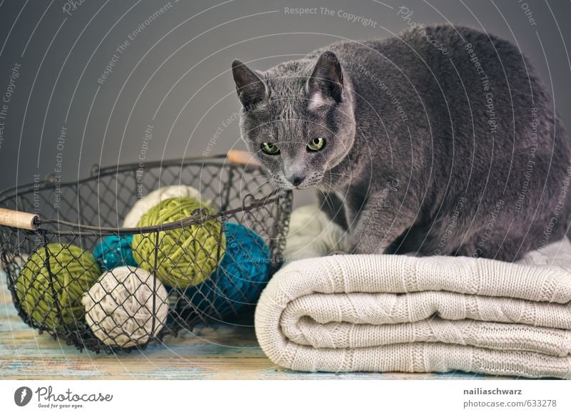 Russian Blue Elegant Sweater Animal Pet Cat russian blue 1 Basket Wool Knot Wire basket Blanket Observe Relaxation Looking Cuddly Natural Curiosity Cute Retro