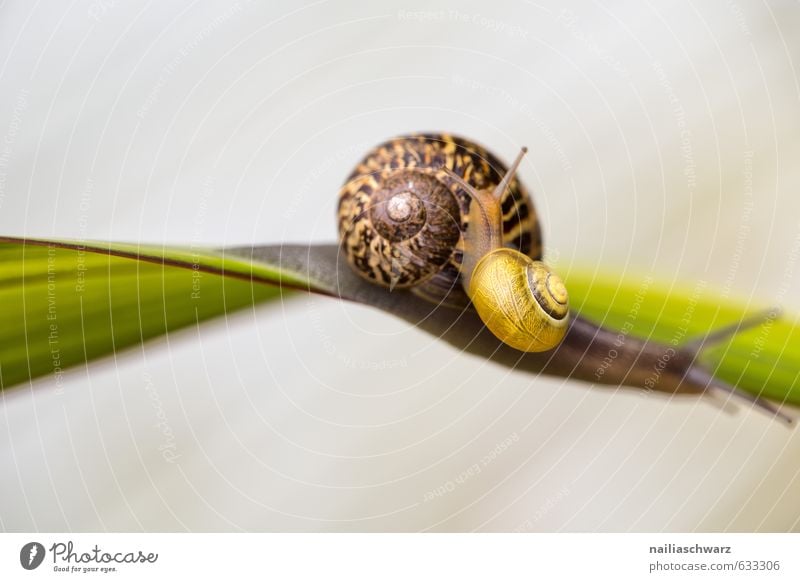 Two Snails Summer Environment Plant Animal Spring Grass Garden Park Wild animal 2 Pair of animals Animal family Spiral Touch Movement Discover Crawl Beautiful