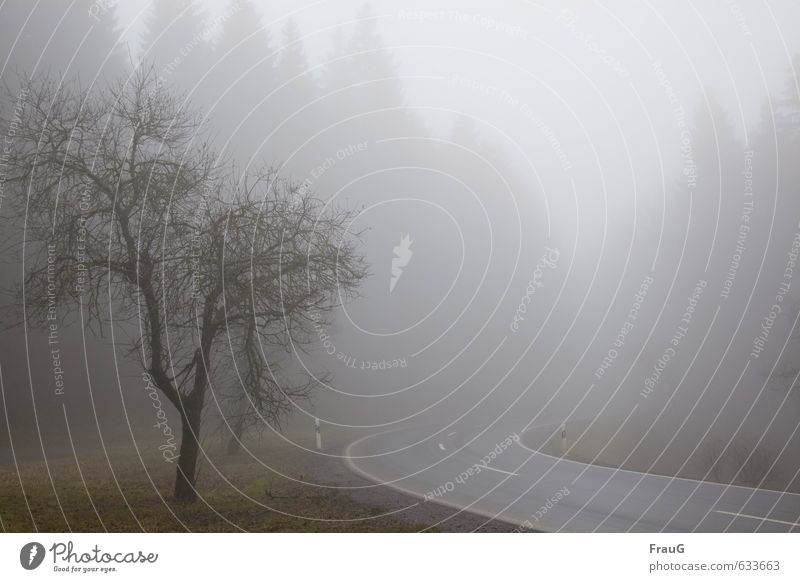 Weather (101) Nature Landscape Winter Fog Tree Forest Street Dark Gray Apocalyptic sentiment Signs and labeling poor visibility Curve Colour photo Exterior shot