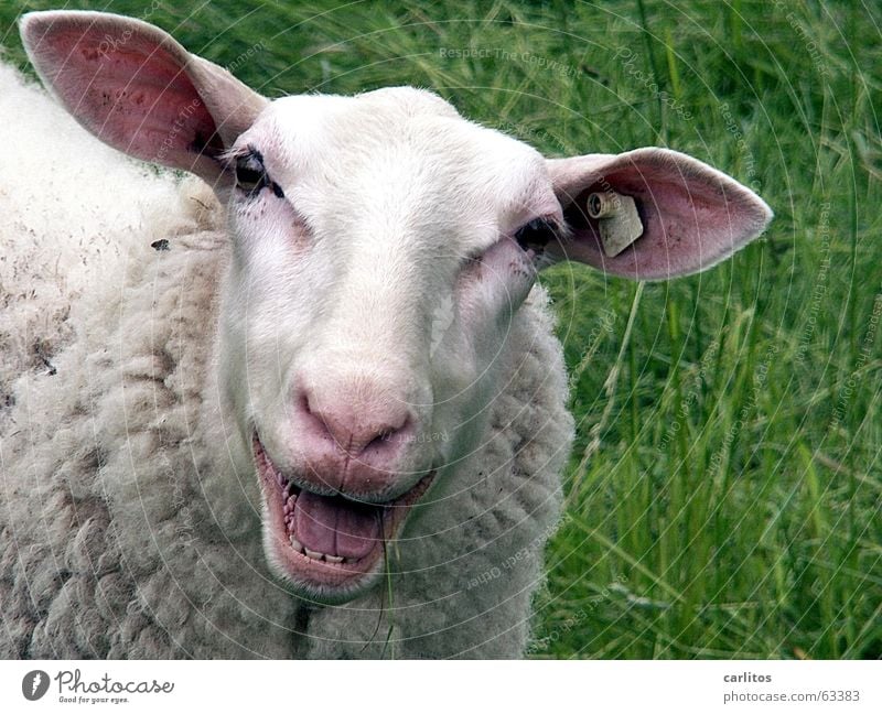 I LAUGH MYSELF TO DEATH Friendliness Sheep Lacaune sheep Jug ears Wool Crazy New wool Funny Be quiet! Lust Happiness Laughter Comical Animal Nose Mouth