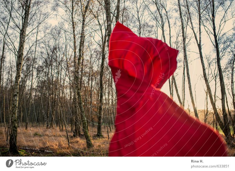 wuiii... III! (777) Environment Nature Landscape Autumn Winter Beautiful weather Wind Grass Birch wood Forest Flying Dance Red Ease Cloth Dress Hover Art