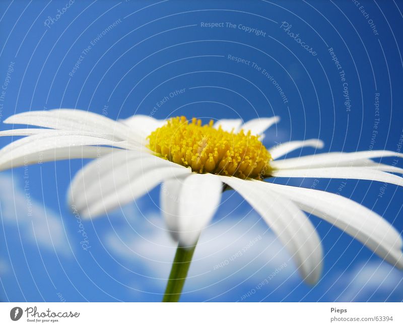 Daisy blossom against blue sky Colour photo Exterior shot Macro (Extreme close-up) Copy Space top Neutral Background Summer Nature Plant Sky Spring Flower