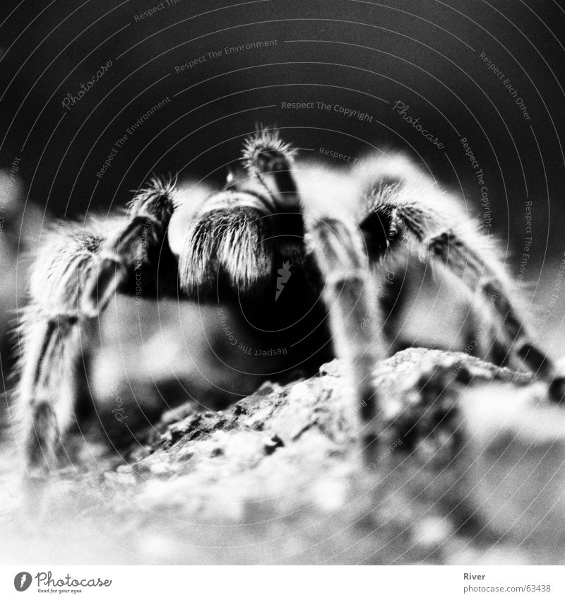 Spider 3 Bird-eating spider Trenchant 8 Black & white photo Legs Net