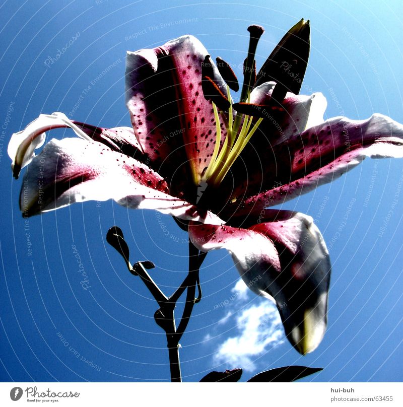 carnivorous plant? Flower Spring Hope Lily Freedom Fragrance blue Life