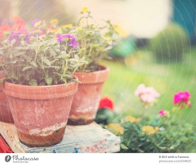 SOON Nature Plant Spring Summer Flower Blossom Garden Blossoming Growth Multicoloured Flowerpot Decoration Colour photo Exterior shot Close-up Copy Space right