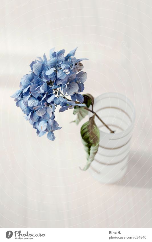 hydrangea Flower Leaf Blossom Hydrangea blossom Vase To dry up Blue Loneliness Exhaustion Transience Still Life Colour photo Interior shot Deserted