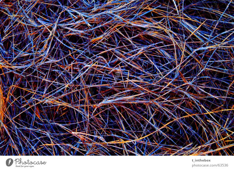Outback Colors Grass Straw Australia Multicoloured Structures and shapes Organic outack colorful colourful Colour blue Orange