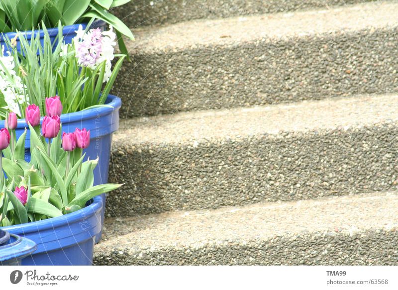 top of page Tulip Flowerpot Violet White Green Spring House (Residential Structure) Plant Blue Stairs Shadow Garden Idyll Farm