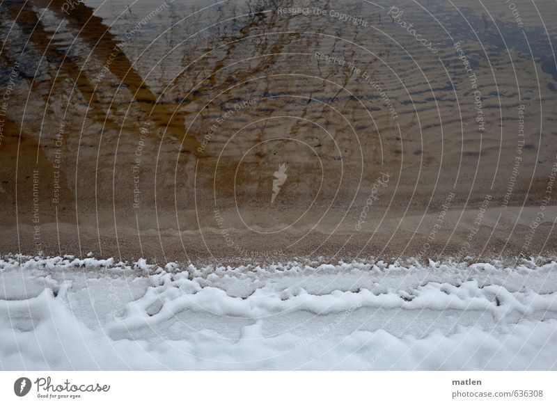 ermine collar Landscape Sand Water Winter Ice Frost Snow Tree Coast Lakeside Beach Brown White Freeze Reflection Colour photo Subdued colour Exterior shot