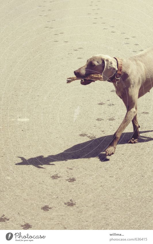 Weimaraner dog with stick in mouth runs off track Pet Dog Animal Walking Brown Tracks Stick Dog collar Summery tia Get stick Shadow little stick Going
