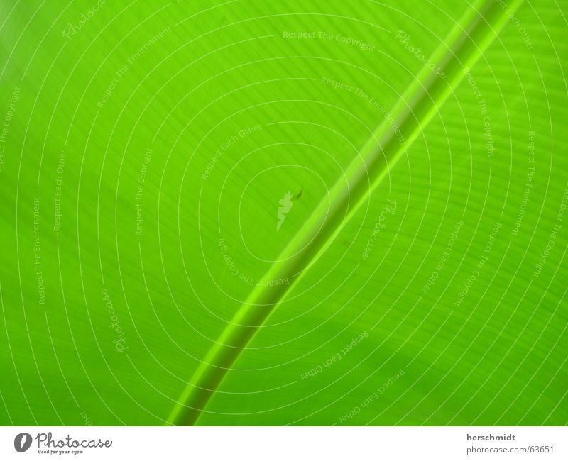 leaf Green Leaf Diagonal Stalk Vessel Photosynthesis Plant Structures and shapes leave