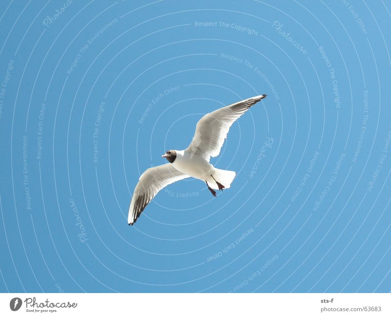 flight Seagull Bird Animal Summer Beach Sky Blue Aviation Flying Wing Wind Weather
