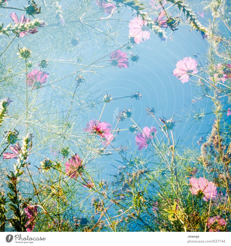 2000 | Wild Style Nature Plant Cloudless sky Spring Summer Beautiful weather Flower Wild plant Meadow flower Blossoming Fragrance Idyll Growth Grass Joy