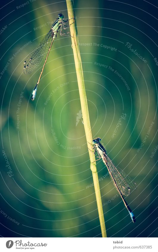 hanging out together ... Nature Animal Beautiful weather Dragonfly Dragonfly wings Damselfly 2 Hang Esthetic Blue Green Colour photo Exterior shot Deserted