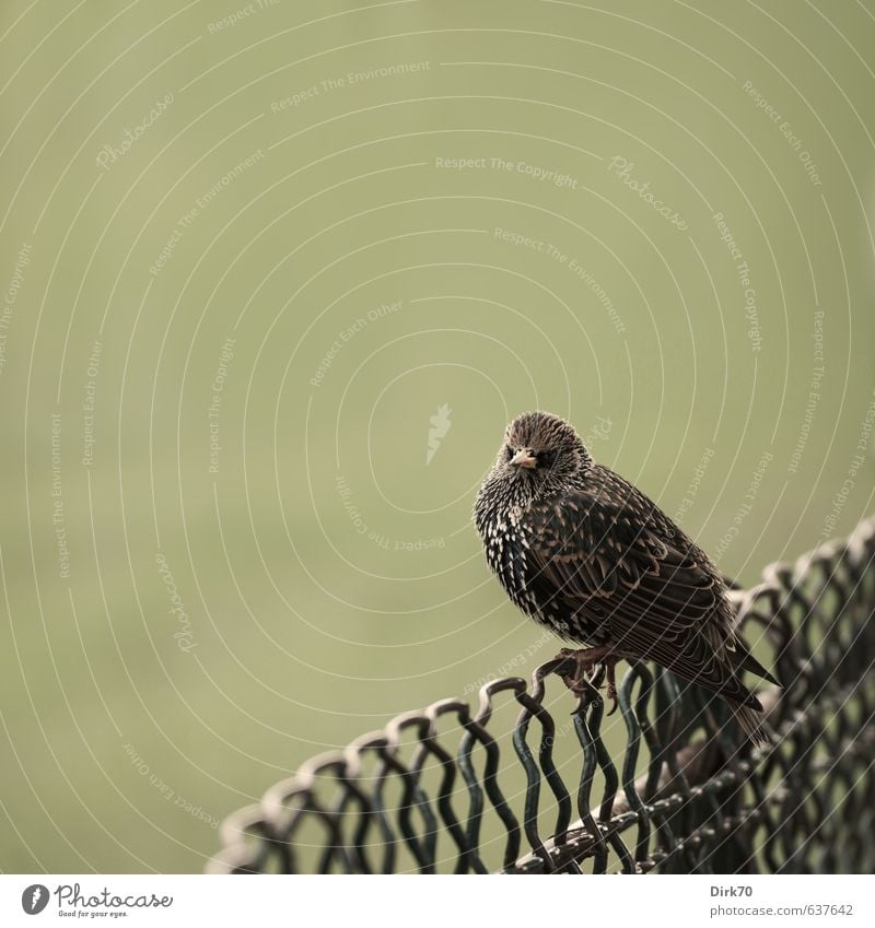 Star, abandoned by the fans Garden Park Meadow Paris Fence Wire fence Wire netting fence Animal Wild animal Bird Starling Songbirds 1 Observe To hold on Freeze