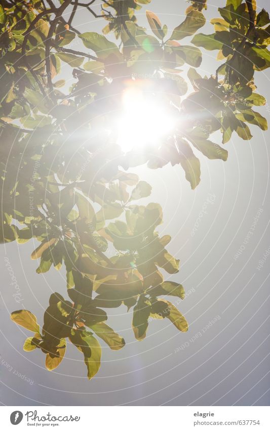 Sun rays through leaves Life Well-being Vacation & Travel Summer Nature Plant Cloudless sky Sunlight Spring Beautiful weather Tree Leaf Breathe Relaxation