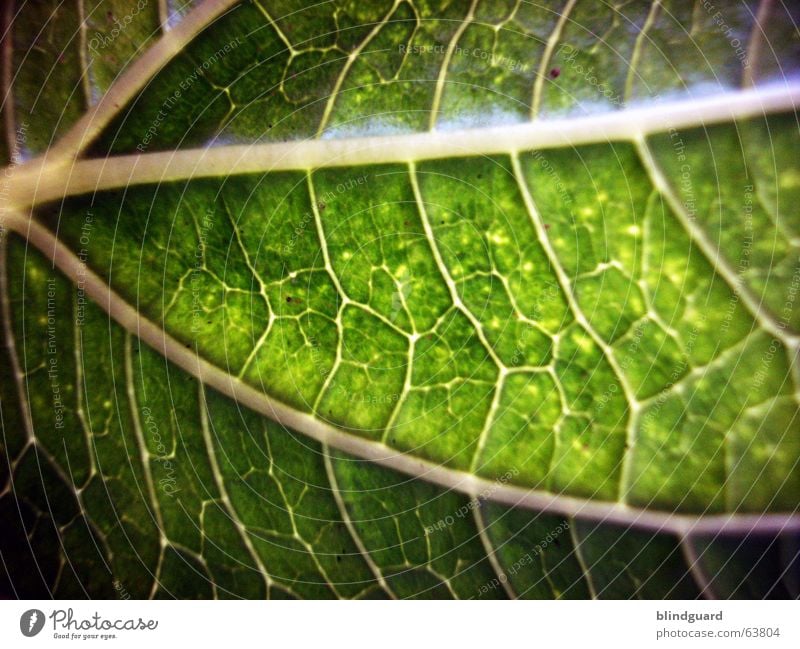 veins Leaf Green Macro (Extreme close-up) Plant Vessel Leaf green Light Growth Provision Nutrition Sunflower Photosynthesis Close-up Life Structures and shapes