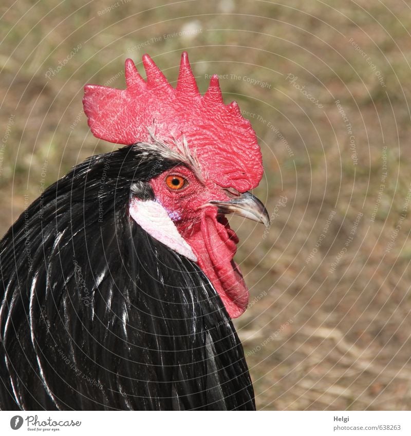 macho Animal Pet Farm animal Rooster Head Feather Crest Beak Eyes 1 Looking Stand Esthetic Beautiful Uniqueness Brown Red Black Contentment Self-confident