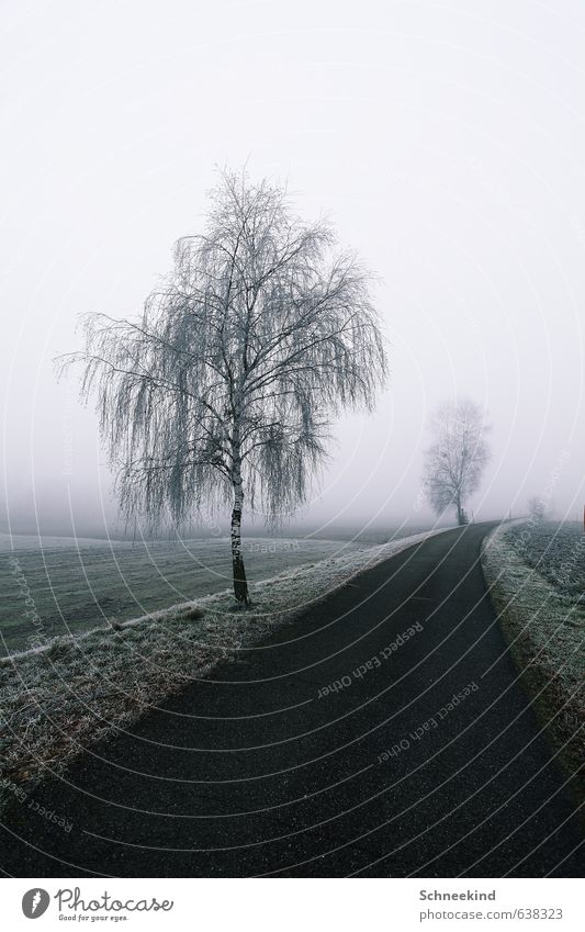Silent ways Environment Nature Landscape Earth Winter Fog Ice Frost Snow Tree Grass Foliage plant Wild plant Park Meadow Field Esthetic Cold Lanes & trails