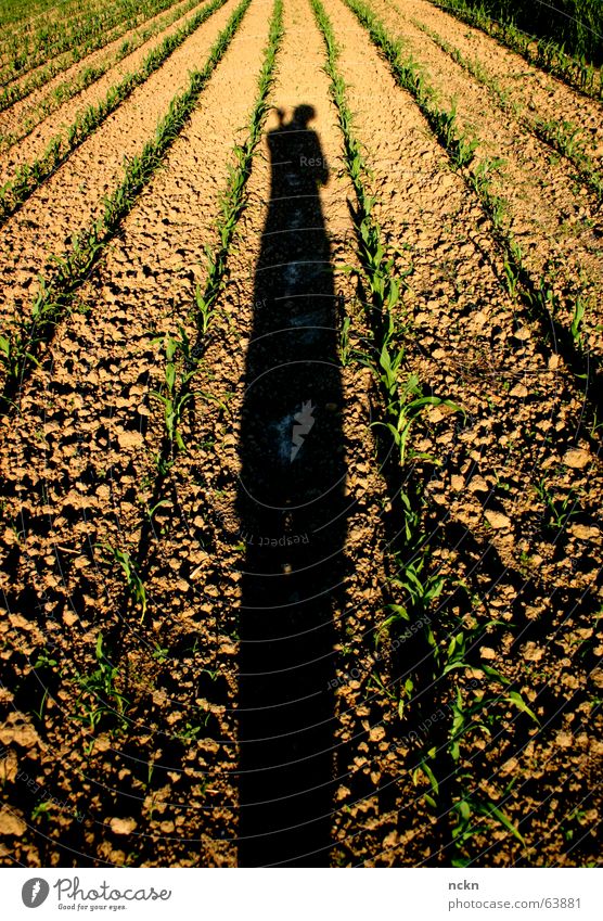 Shadows on the run Field Vanishing point Plantlet Symmetry Evening sun Photographer Physics Racecourse Wave Escape Point Maize Warmth