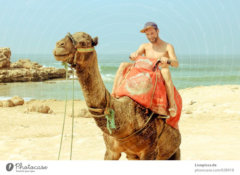 2 camels on holiday Vacation & Travel Tourism Trip Summer Summer vacation Sun Ocean Human being Masculine Man Adults Body 1 30 - 45 years Environment Nature