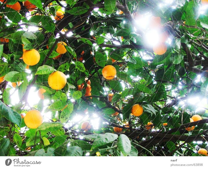 Orange Heaven Light Mount Eden tree fruits orange heaven leaves day agriculture branches garden