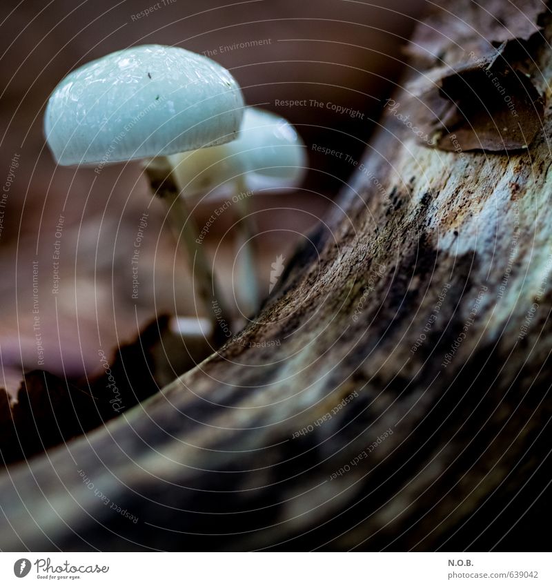 mushroom heads Nature Earth Autumn Mushroom Forest Discover Growth Colour photo Exterior shot Close-up Macro (Extreme close-up) Deserted Copy Space bottom Day