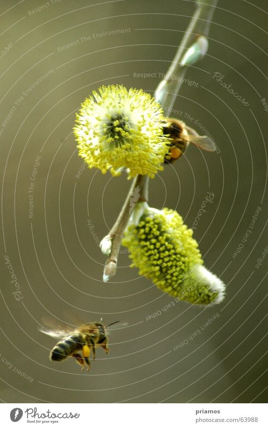 air show Bee Blossom Spring Hover Jump Aviation Free Flying Blossoming Wing pollen. bee fly bloom