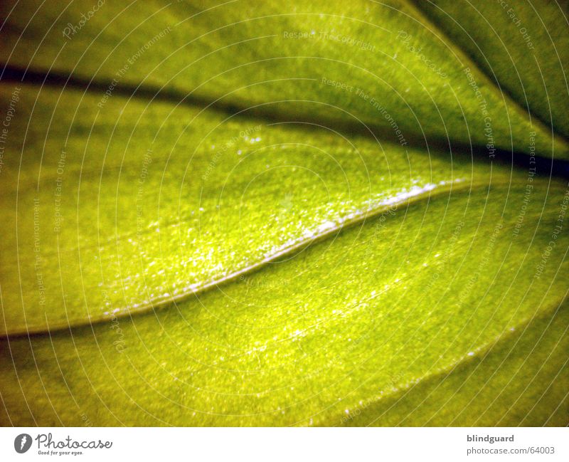 Another Sweet Leaf Green Macro (Extreme close-up) Plant Vessel Leaf green Light Growth Provision Sunflower Photosynthesis Close-up Life Structures and shapes