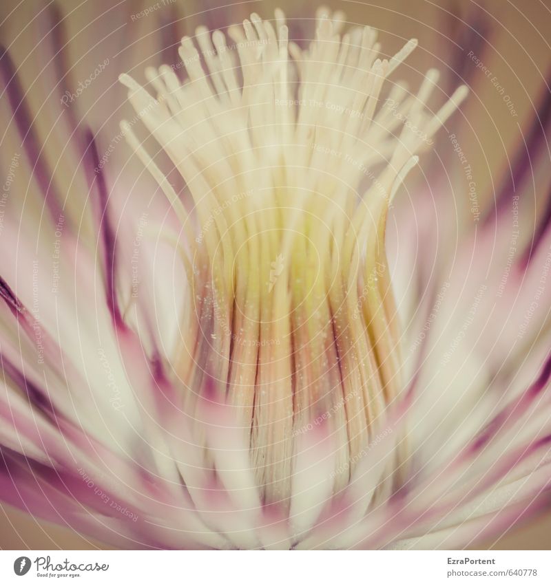 clematis Environment Nature Plant Flower Garden Esthetic Natural Beautiful Yellow Pink White Clematis Blossom Pistil Calyx Blur Faded Colour photo Exterior shot