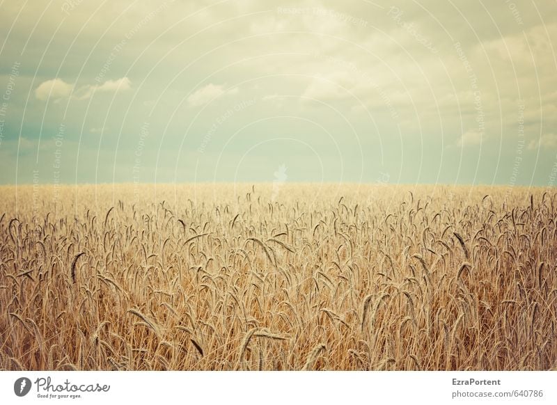In the field Environment Nature Landscape Plant Earth Air Sky Clouds Horizon Sun Sunlight Summer Autumn Climate Beautiful weather Agricultural crop Field