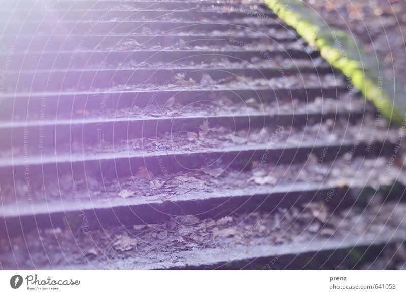 staircase Autumn Winter Green Violet Stairs Leaf Sunbeam Close-up Colour photo Exterior shot Experimental Copy Space left Day Light Shadow
