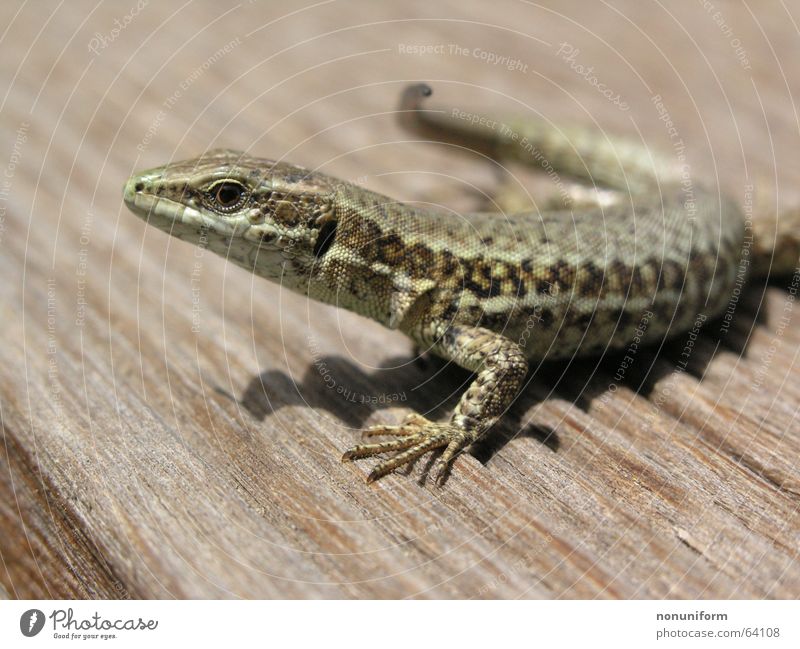 Poikilothermer after lifesaving Lizards Wood Reptiles Saurians France Animal Close-up