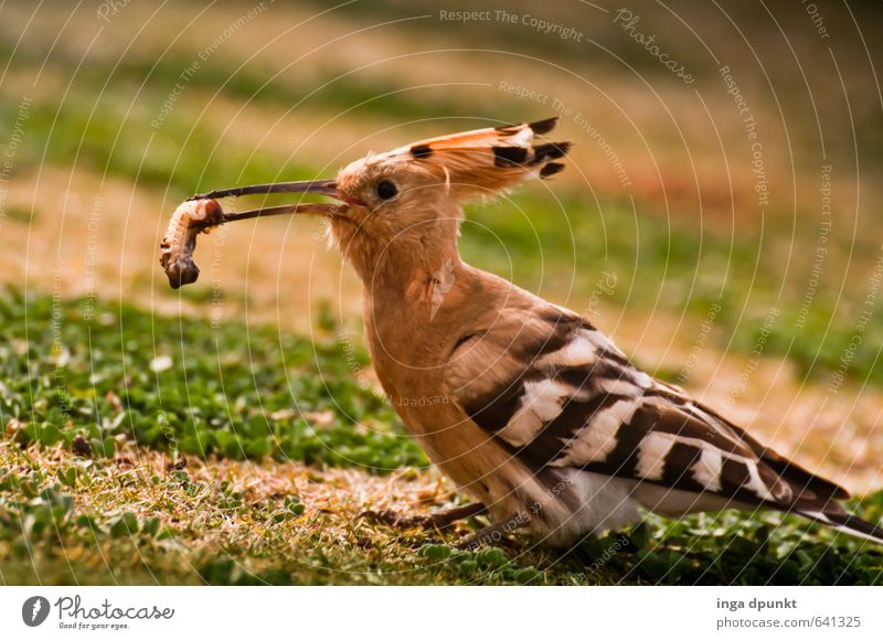 Meal! Environment Nature Landscape Animal Bird Zoo 1 Catch To feed Feeding Hoopoe Worm Peck Food Racken birds Colour photo Exterior shot Deserted Day Shadow