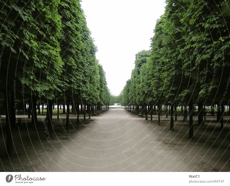 Avenue olé Paris France Park Tree Leaf Lanes & trails Tree trunk